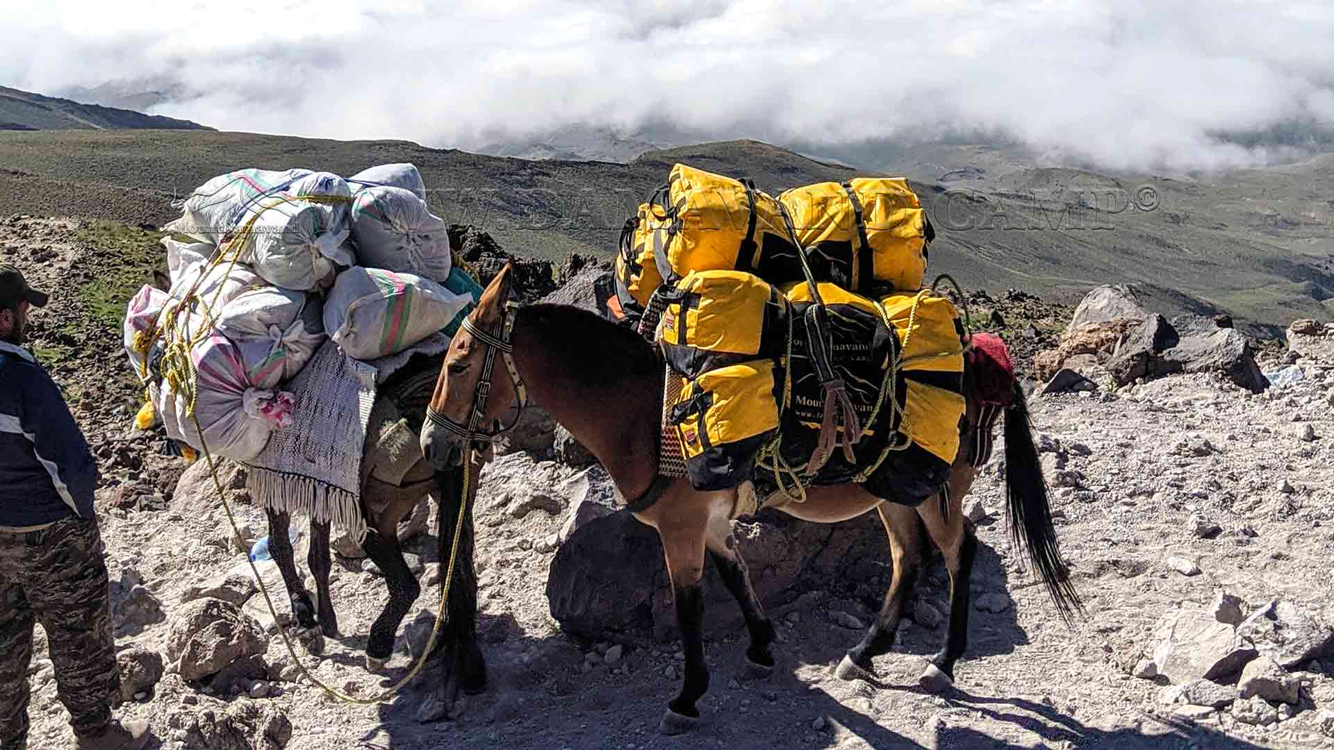Pack animals, burdened with duffel bags, transport luggage to the campsite.